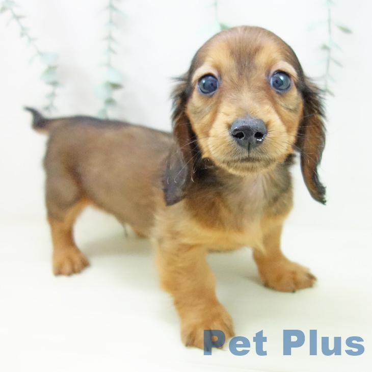 ミニチュア・ダックスフンド