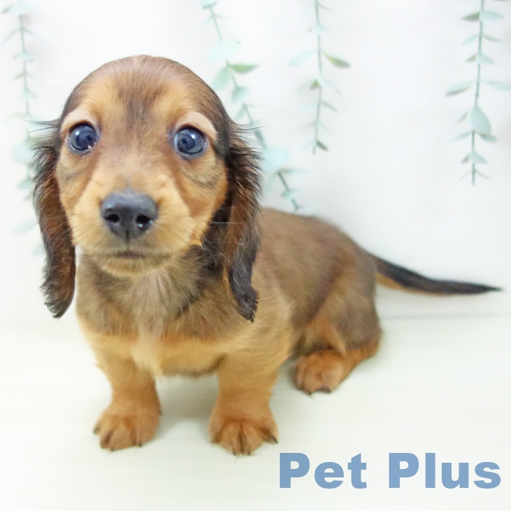 ミニチュア・ダックスフンドの写真2