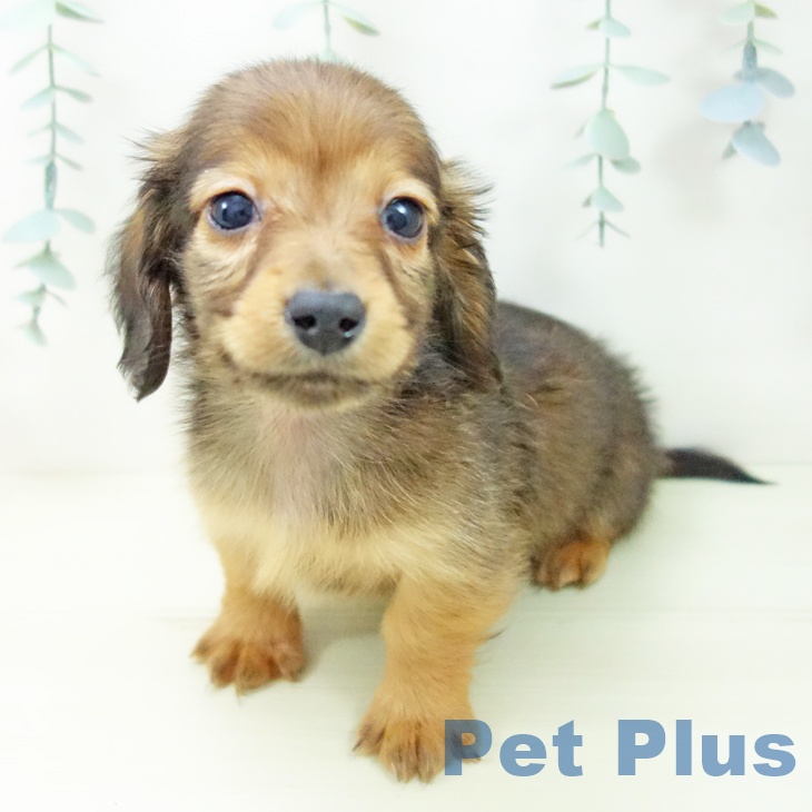 ミニチュア・ダックスフンド