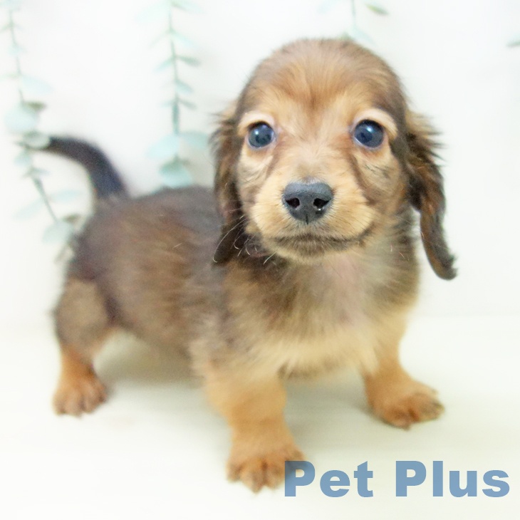 ミニチュア・ダックスフンドの写真2