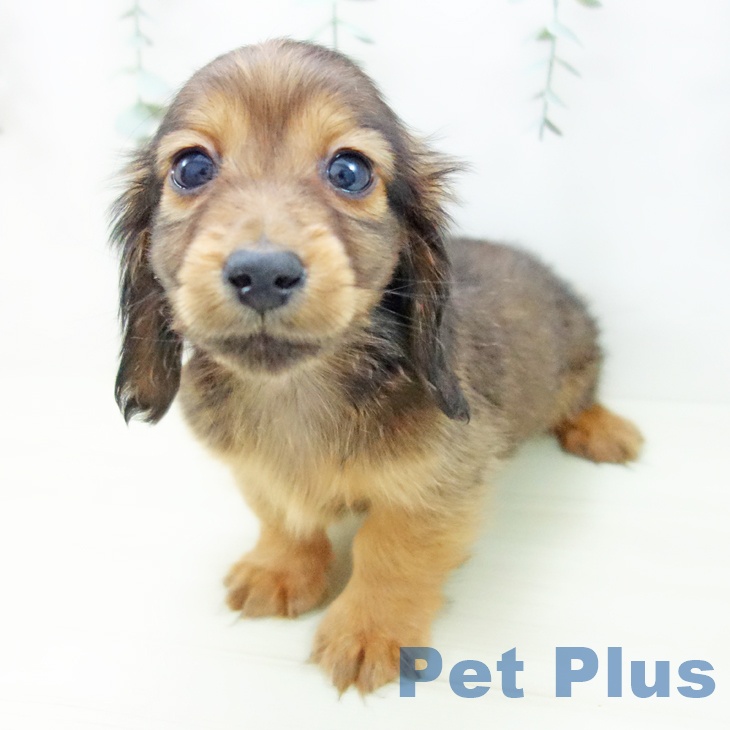 ミニチュア・ダックスフンド