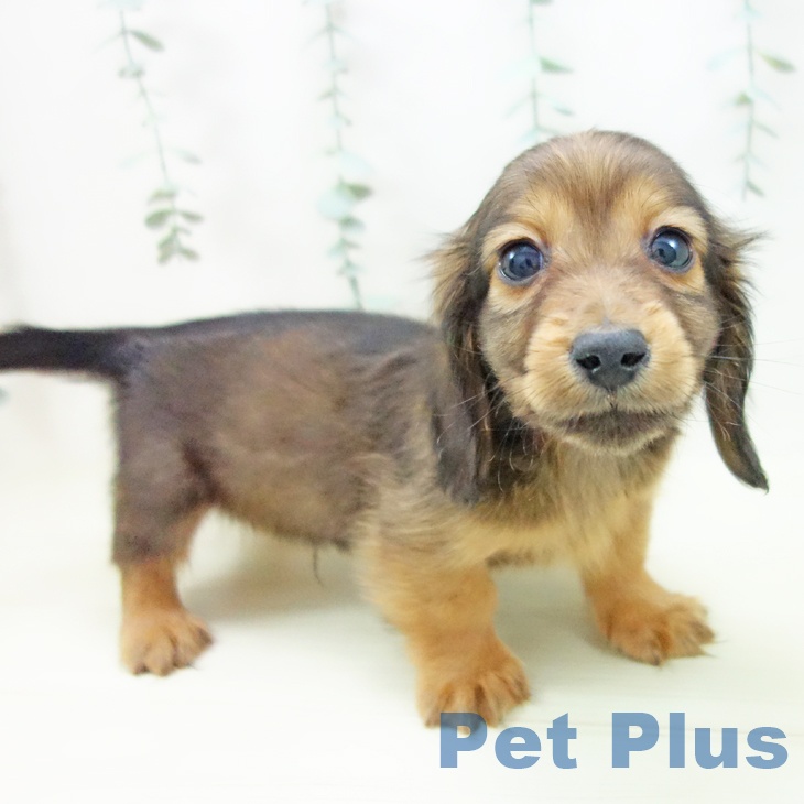 ミニチュア・ダックスフンドの写真2