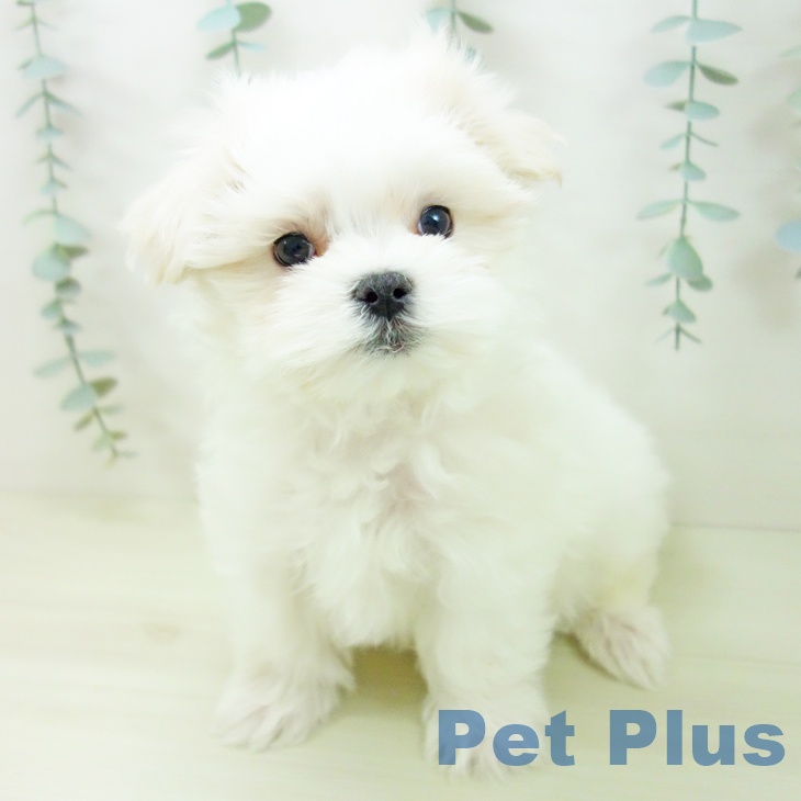 マルチーズの写真2