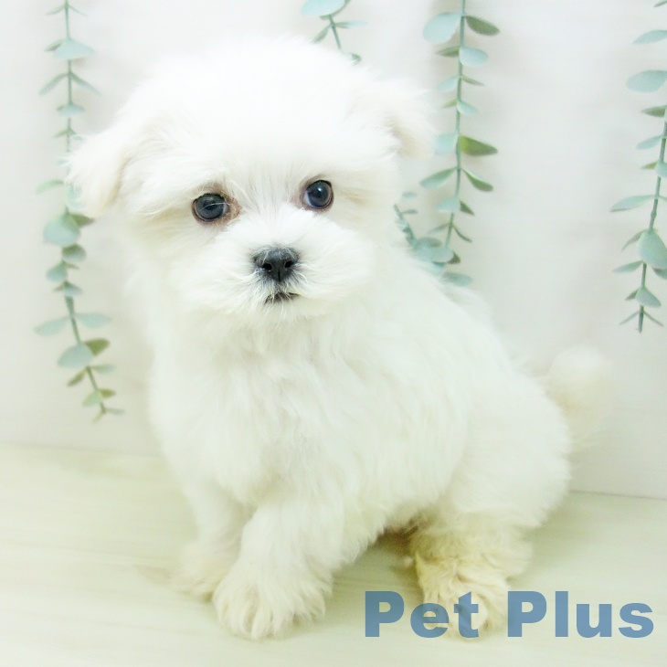 マルチーズの写真2