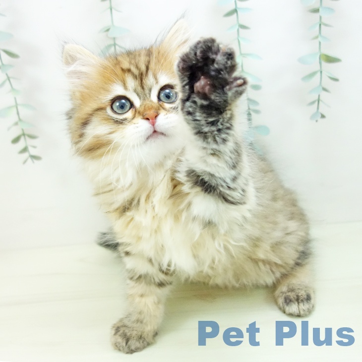 ミヌエットの写真2