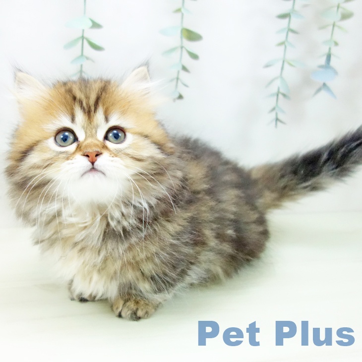 ミヌエットの写真2