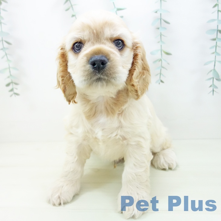 アメリカン・コッカー・スパニエルの写真2