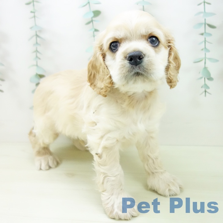 アメリカン・コッカー・スパニエル