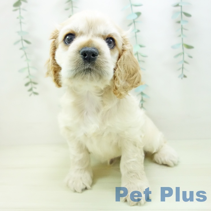 アメリカン・コッカー・スパニエル