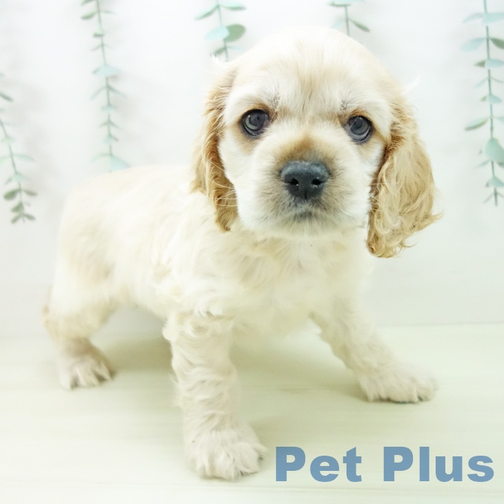 アメリカン・コッカー・スパニエルの写真2