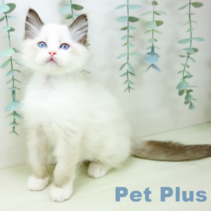 ラグドールの写真2