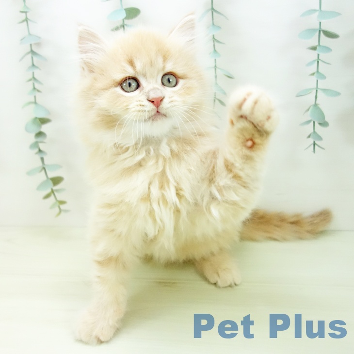 マンチカンの写真2