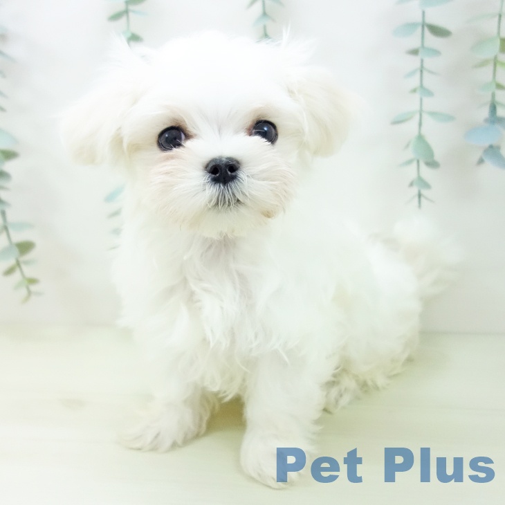 マルチーズの写真2