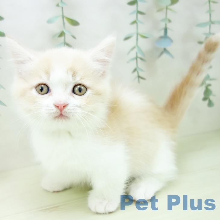 マンチカンの写真2