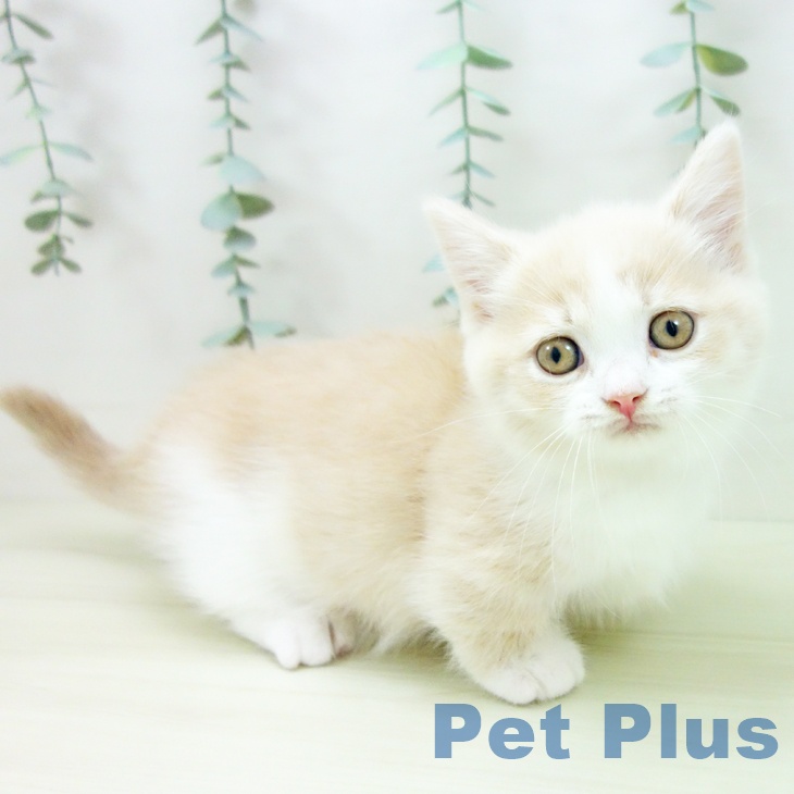 マンチカンの写真2