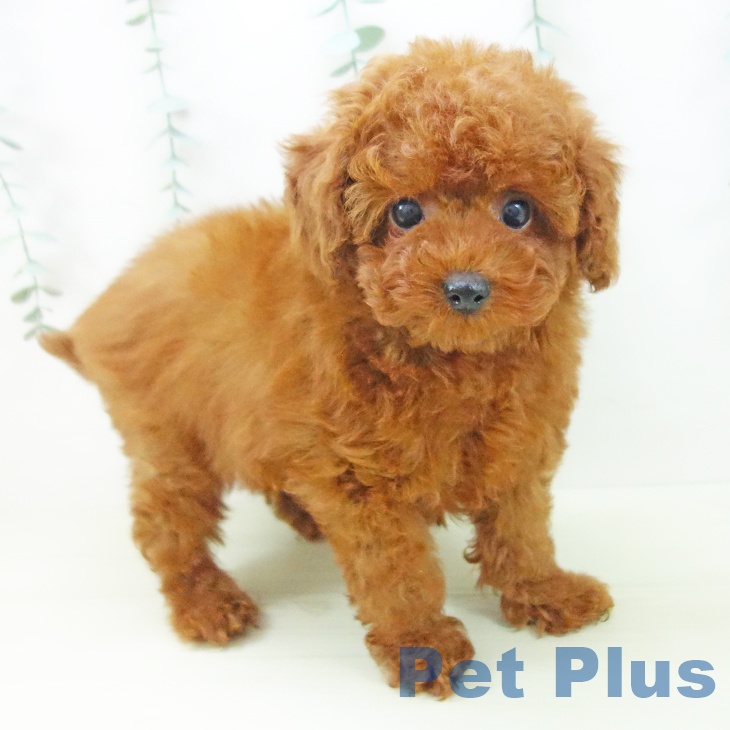 トイ・プードル