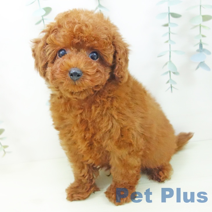 トイ・プードルの写真2