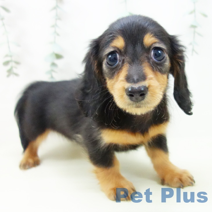 ミニチュア・ダックスフンド