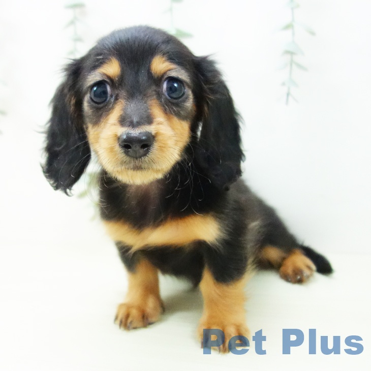 ミニチュア・ダックスフンドの写真2