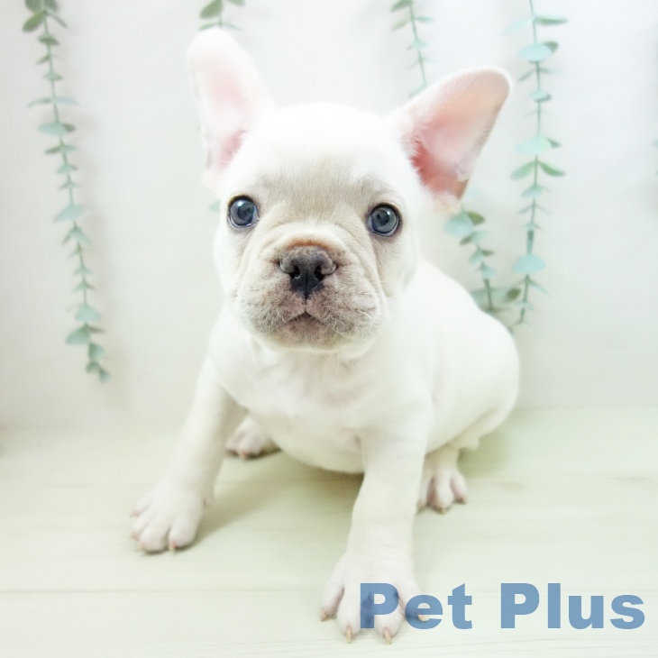 フレンチ・ブルドッグ