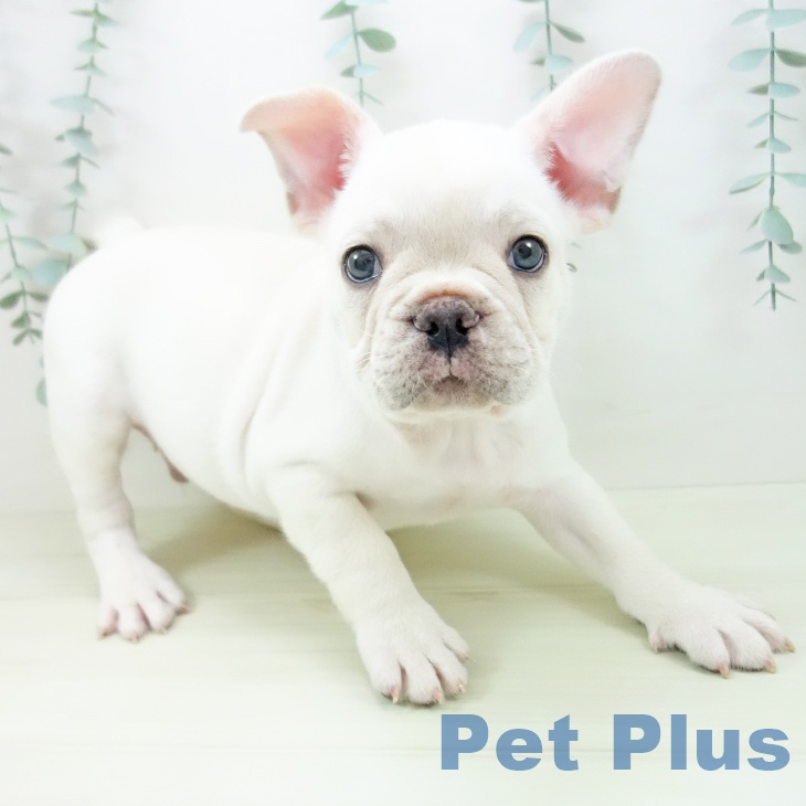 フレンチ・ブルドッグの写真2