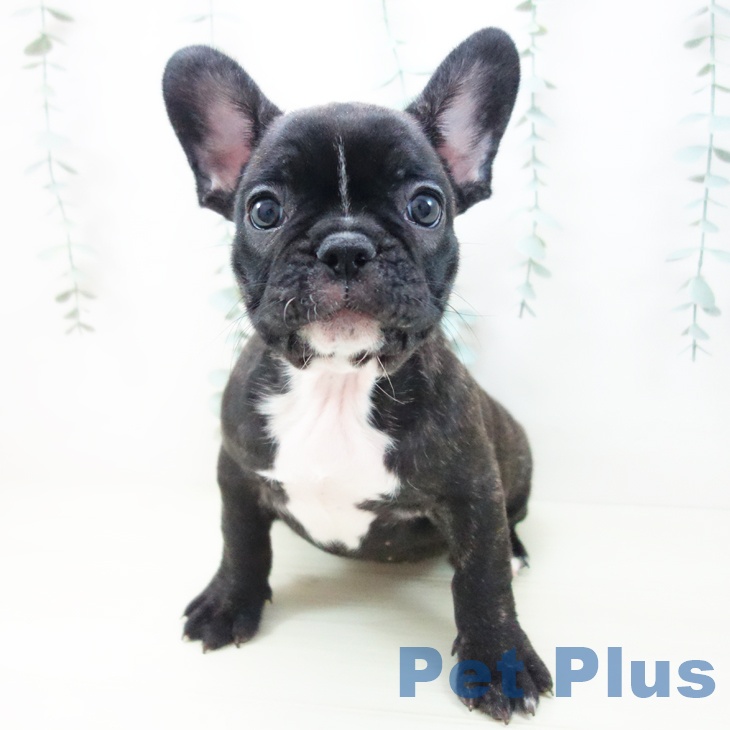 フレンチ・ブルドッグの写真2