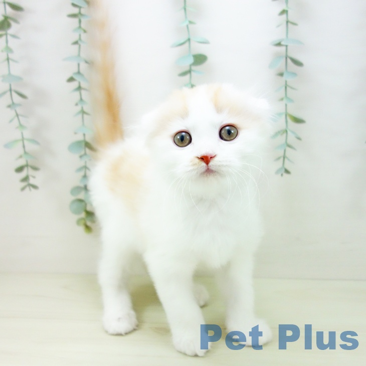 スコティッシュフォールド