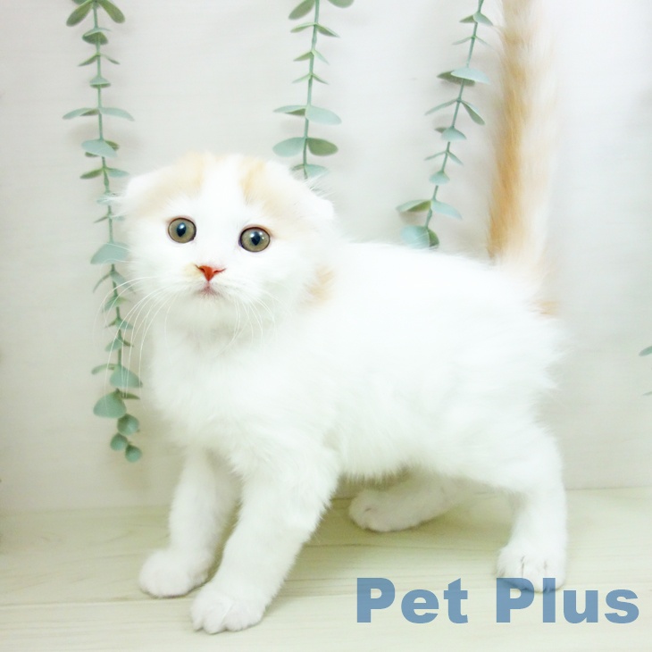 スコティッシュフォールドの写真2