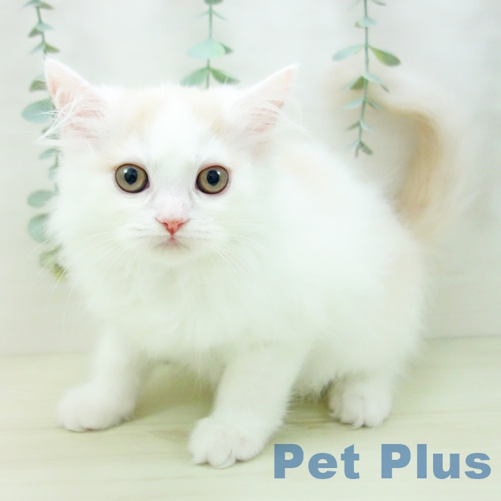 スコティッシュフォールド