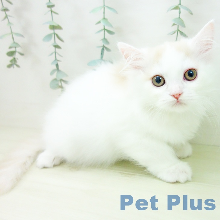 スコティッシュフォールドの写真2