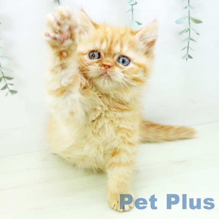 エキゾチックの写真2