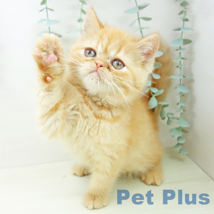 エキゾチックの写真2