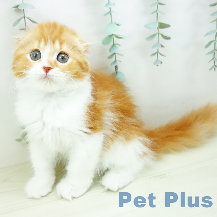 スコティッシュフォールド