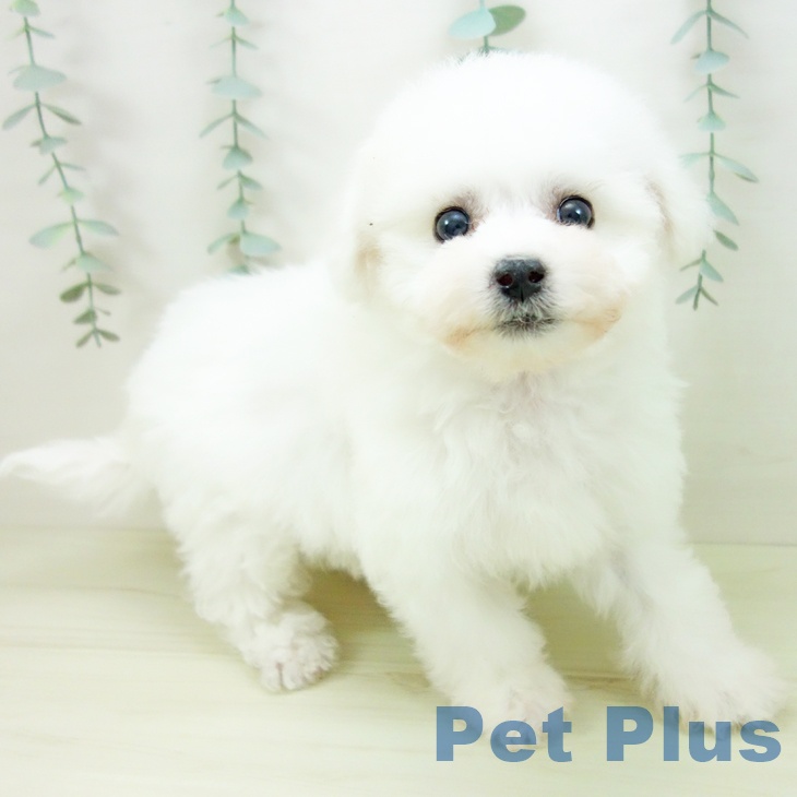 ビション・フリーゼ