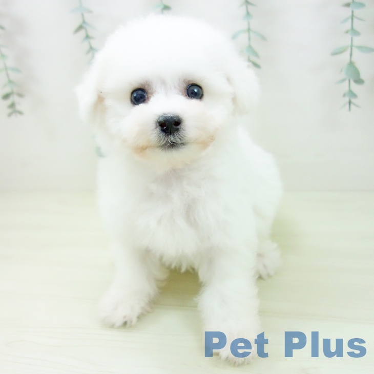 ビション・フリーゼの写真2