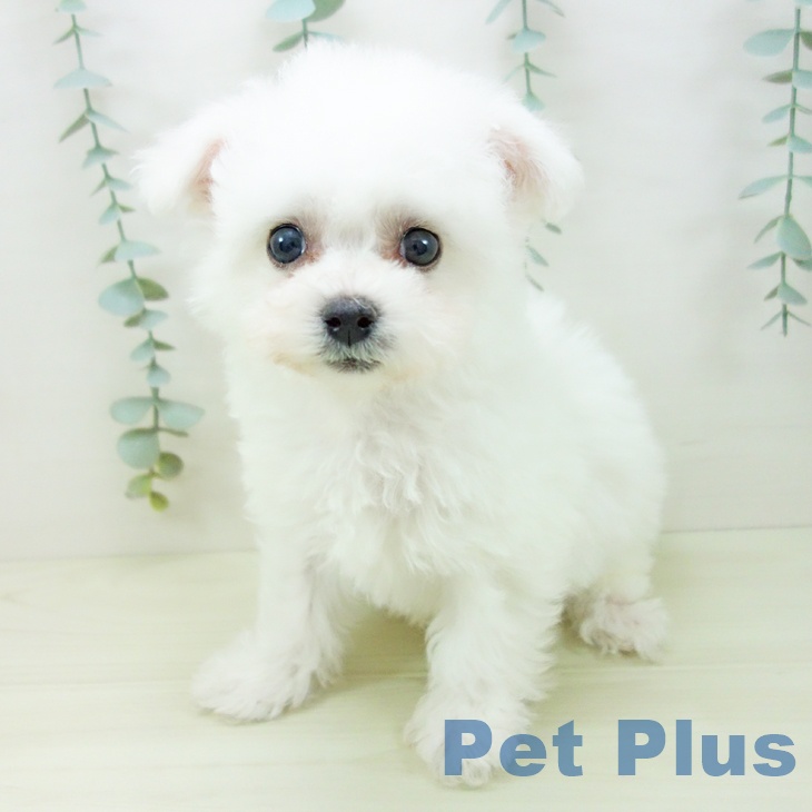 ビション・フリーゼ