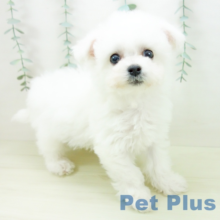 ビション・フリーゼの写真2