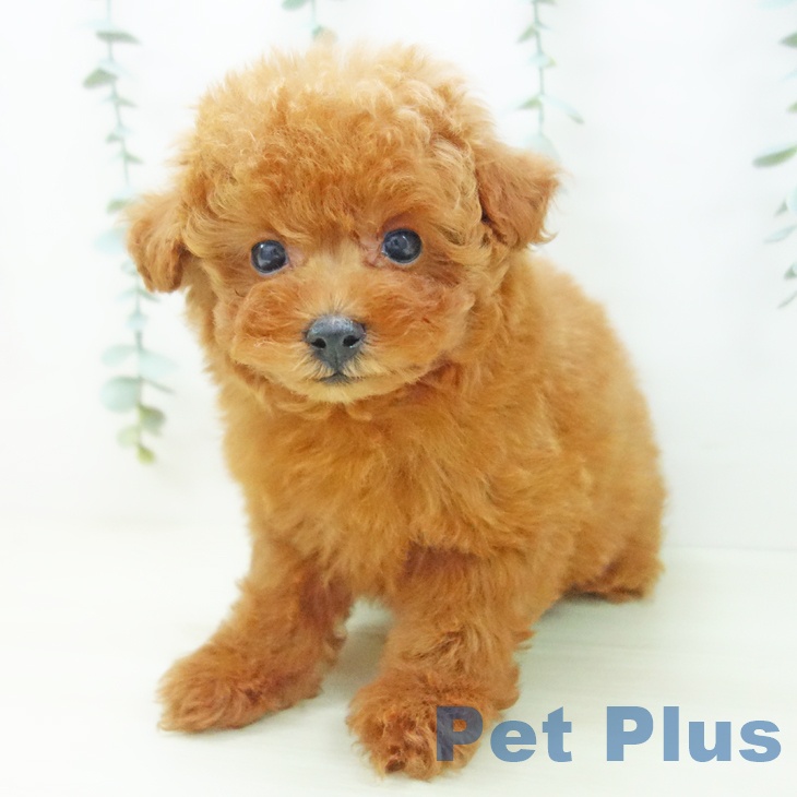 トイ・プードルの写真2