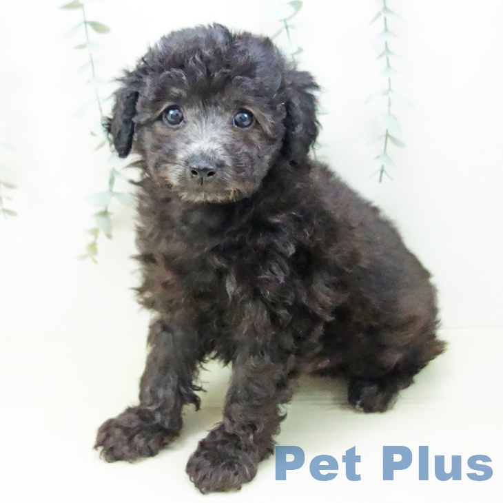 トイ・プードルの写真2