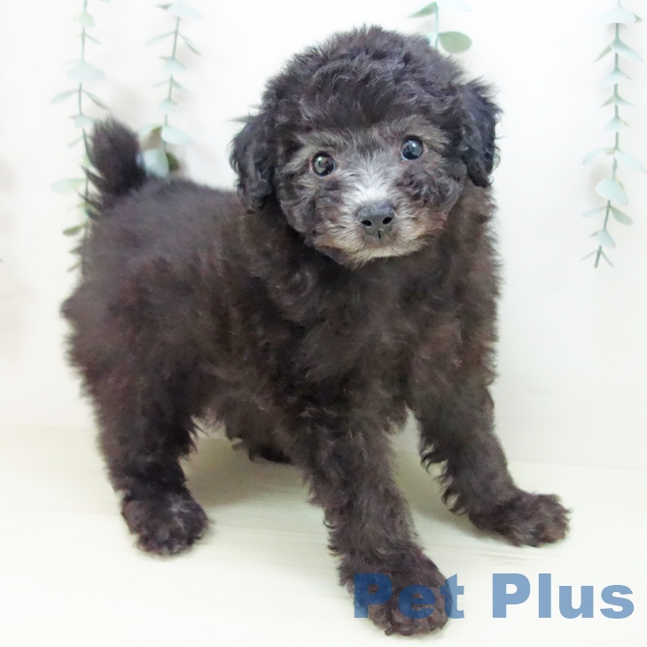 トイ・プードル