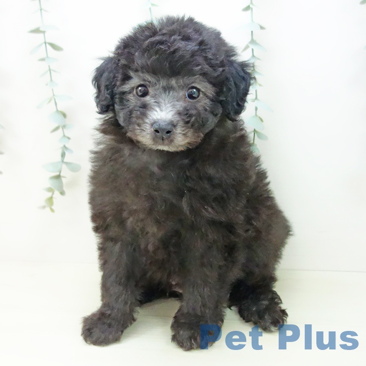 トイ・プードルの写真2