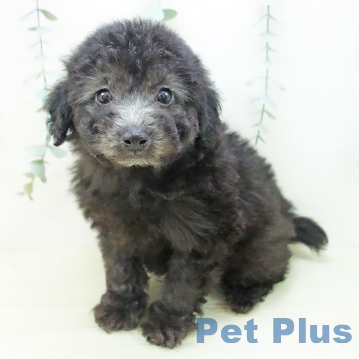 トイ・プードル