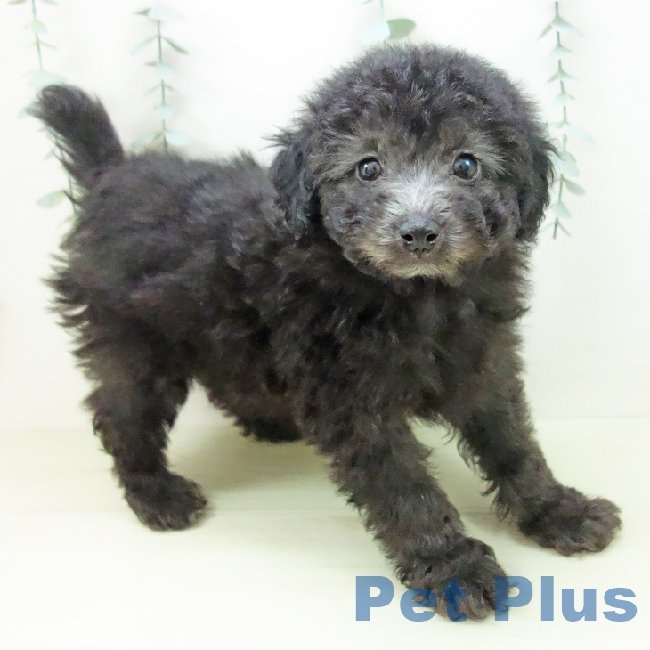 トイ・プードルの写真2