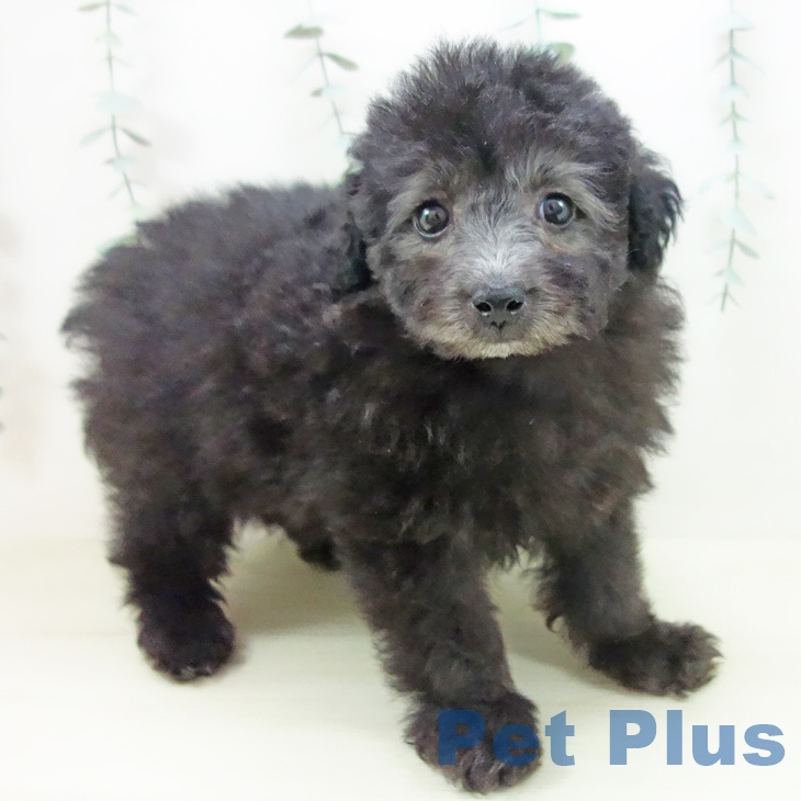 トイ・プードル