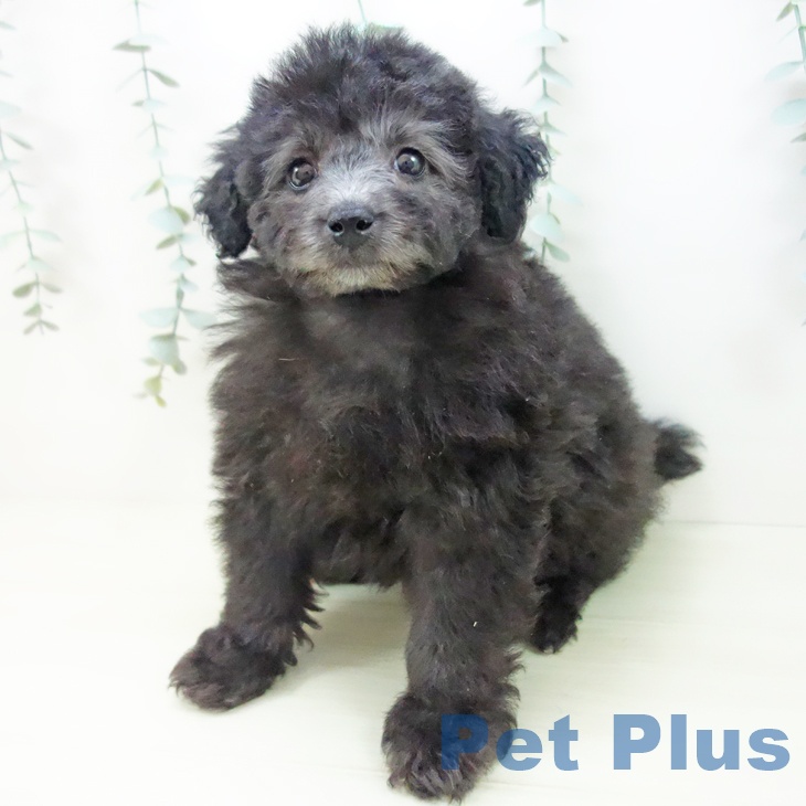 トイ・プードルの写真2