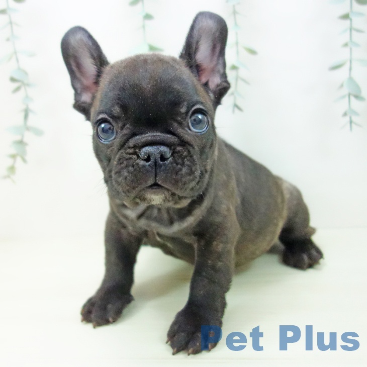 フレンチ・ブルドッグ