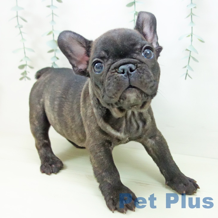 フレンチ・ブルドッグの写真2