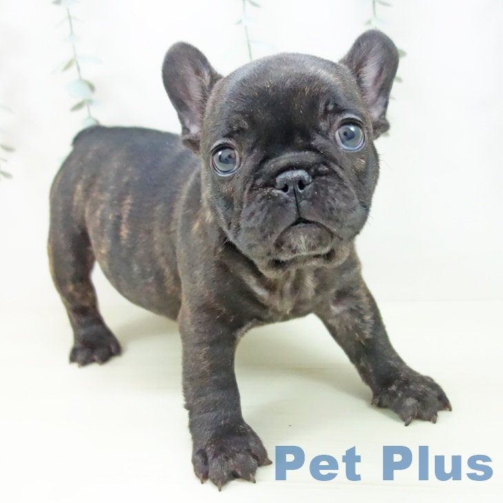 フレンチ・ブルドッグ