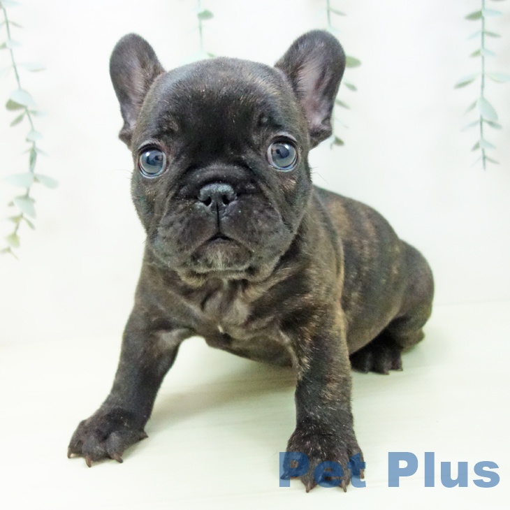 フレンチ・ブルドッグの写真2