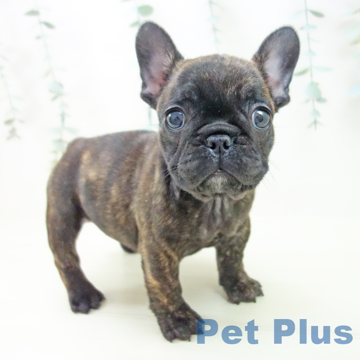 フレンチ・ブルドッグ